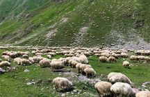 Wild Georgia 4WD PACK Adventure through Kakheti and Kazbegi 2in1