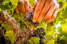 Rivaltes – Secrets of the Terroir and Tasting of Unique Wines!