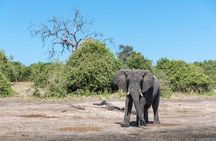 Rhino Game Drive