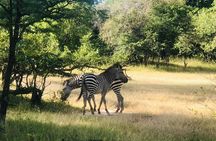 Walking Safari