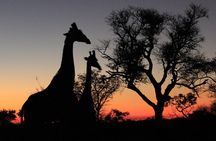 Exclusive Sunset Game Drive Safari near Hoedspruit