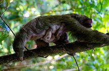 Rainforest Sloth Sanctuary with Coffee and Chocolate Experience