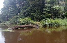 Tortuguero Private Kayak Tour