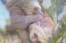 Rainforest Sloth Sanctuary with Coffee and Chocolate Experience