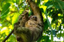 Rainforest Sloth Sanctuary with Coffee and Chocolate Experience