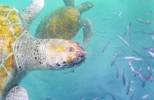 Spectacular experience with sea turtles