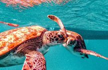 Spectacular experience with sea turtles