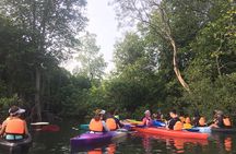  River Exploration and Mangrove Nature Tour by kayaking