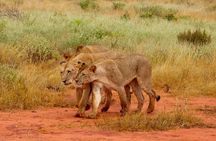 Private Full Day Tour To Tsavo East National Park from Malindi