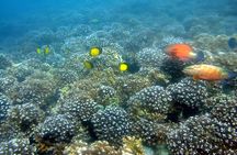 Dolphin Watching and Snorkeling Activity in Muscat