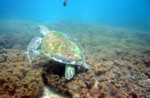 Dolphin Watching and Snorkeling Activity in Muscat
