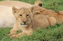 Schotia Big 5 Safari Port Elizabeth (optional accommodation)