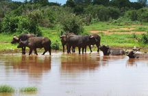 Private Full Day Tour To Tsavo East National Park from Malindi