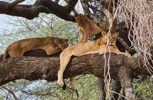 From Arusha: Guided 1 Day Trip to Tarangire National Park