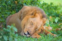 From Arusha: Guided 1 Day Trip to Tarangire National Park
