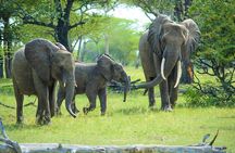 From Arusha: Guided 1 Day Trip to Tarangire National Park
