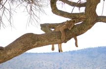 From Arusha: Day Trip to Lake Manyara National Park