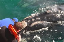 2-Day Buffelsdrift Game Lodge Safari with Cango Caves Shared Tour