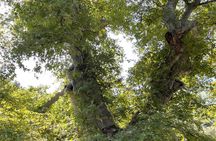 PRIVATE-Wine+Olive Oil Factory-Old Villages from Heraklion Region