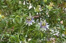 PRIVATE-Wine+Olive Oil Factory-Old Villages from Heraklion Region