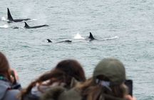 Orcas Private Tour Puerto Madryn Caleta Valdes or Punta Norte