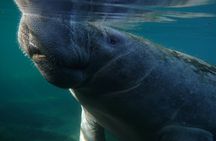 Morning Swim and Snorkel with Manatees-Guided Crystal River Tour