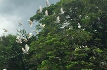 Boat Tour in Palo Verde River | Near Nicoya