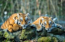 5 Days Golden Triangle with Ranthambore (Delhi Agra Jaipur Ranthambore Tour)