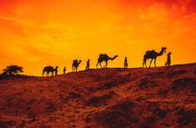 12 Day Classic Rajasthan Tour - Taj Mahal Tigers Lakes & Wildlife