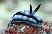 1 Day Diving Experience in Semporna 