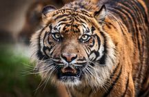 12 Day Royal Rajasthan Tour - Taj Mahal Tigers Lakes & Wildlife