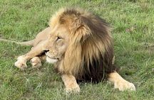 Schotia Big 5 Safari Port Elizabeth (optional accommodation)