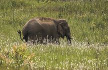 Khao Yai National Park Full-Day Tour From Bangkok