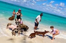 Rose Island Private 4hrs Snorkeling Turtles beaching 