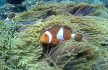 Blue lagoon and tanjung jepun snorkling all inclusive