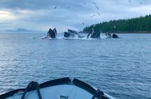 Ketchikan Zodiac Boat Adventure 