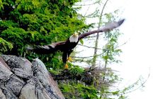 Ketchikan Zodiac Boat Adventure 