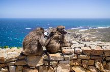Full-Day Private Robben Island, Penguins & Cape of Good Hope Tour