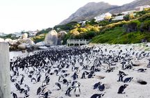 Full-Day Private Robben Island, Penguins & Cape of Good Hope Tour