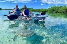 Mangrove Cay Tour