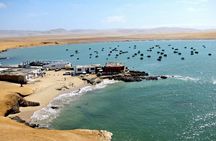 Ballestas Islands and Paracas Reserve Tour from Puerto San Martin