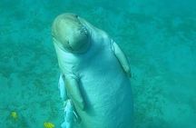 Marsa Mubarak Snorkeling with Dugongs & Turtles From Marsa Alam 