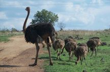 Roar through the bush Quadbike Safari Adventure near Johannesburg