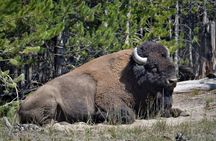 Yellowstone National Park 2 Day Tour Upper and Lower Loop