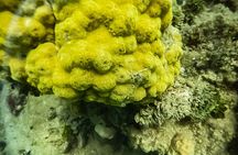 Under a sea of adventures, unforgettable diving. 