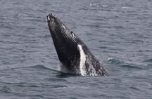 Whale Watching Cruise in New South Wales