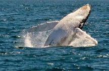 Whale Watching Cruise in New South Wales
