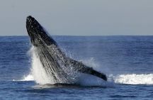 Whale Watching Cruise in New South Wales