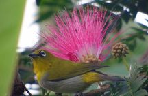 Bird Watching at Kodachadri