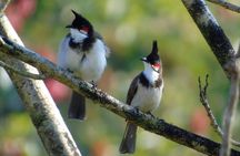 Bird Watching at Kodachadri